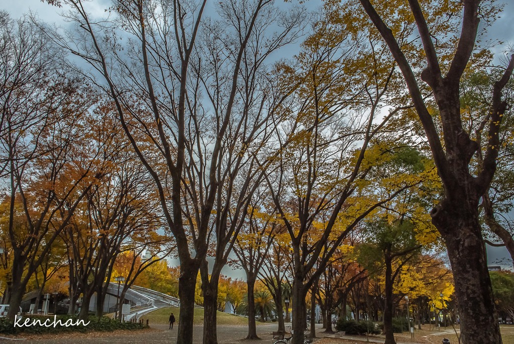 秋の散歩道