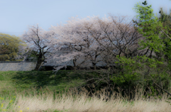 春の夢