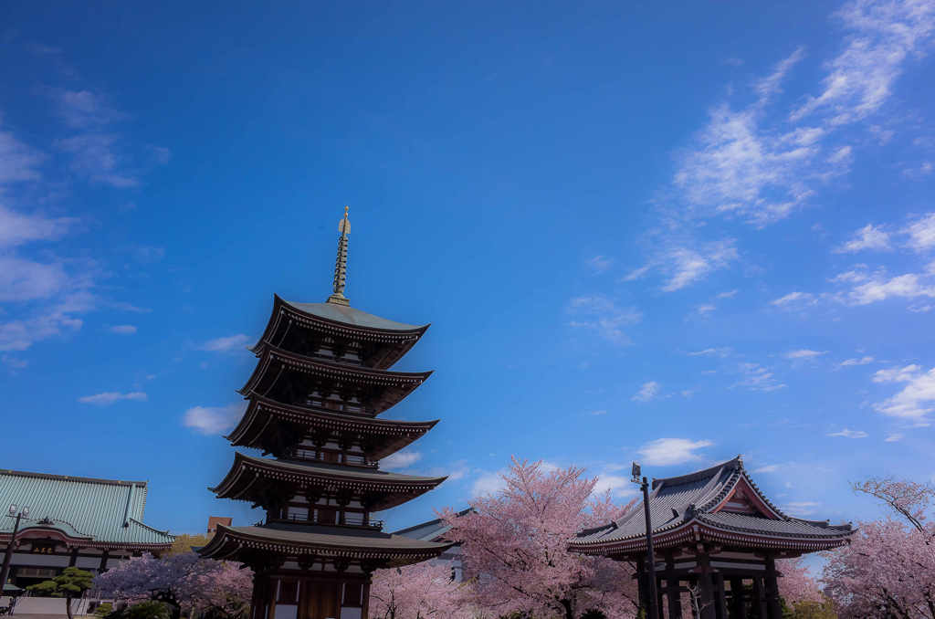 日泰寺の春