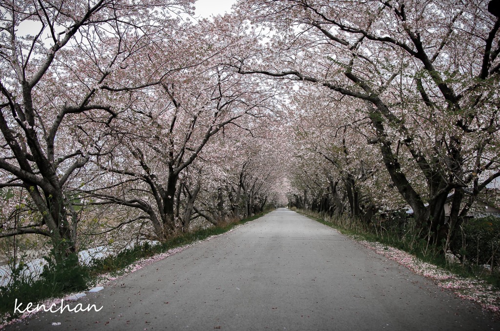 墨俣桜堤