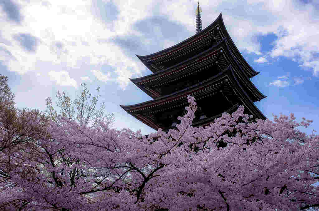 日泰寺五重塔と桜