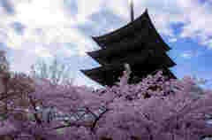日泰寺五重塔と桜