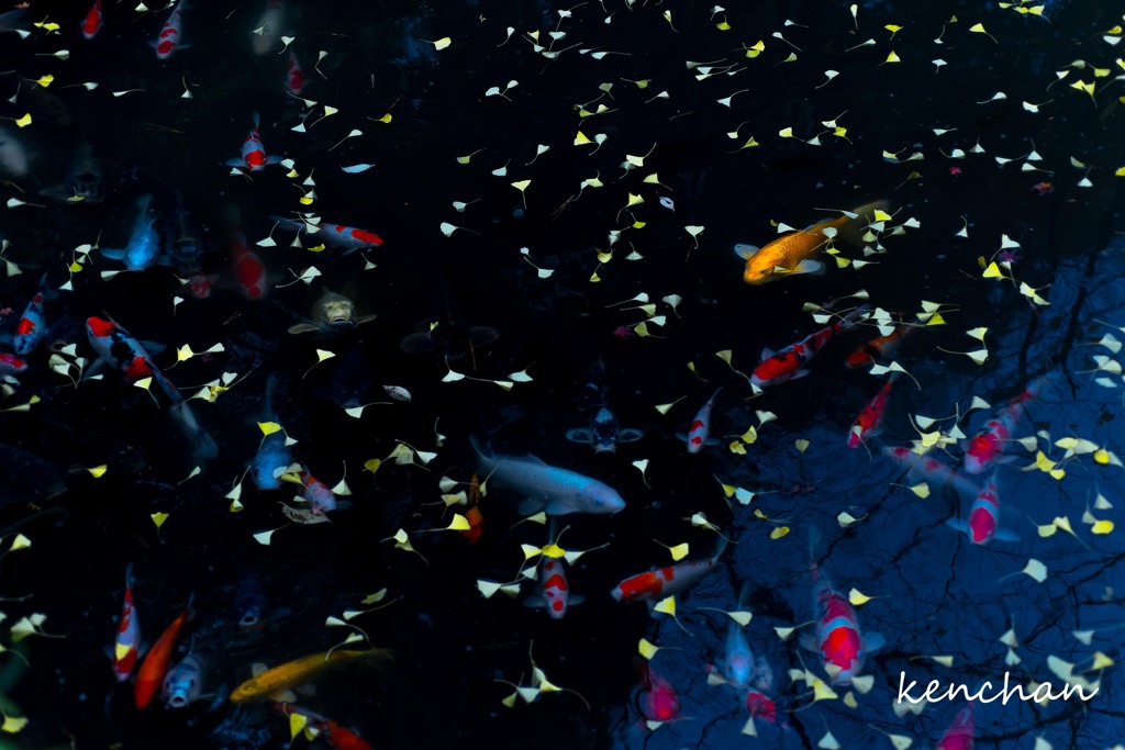 人面魚のいる池