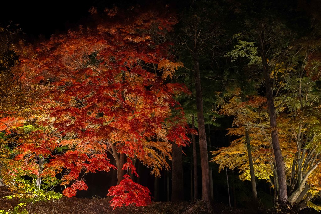 曽木公園の紅葉②