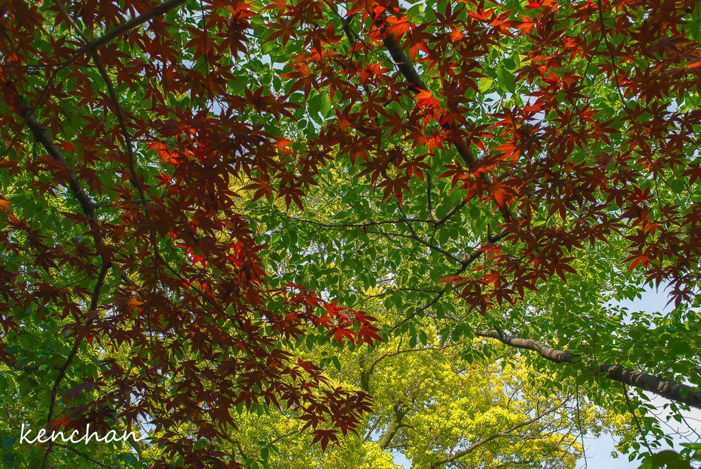 紅葉と新緑