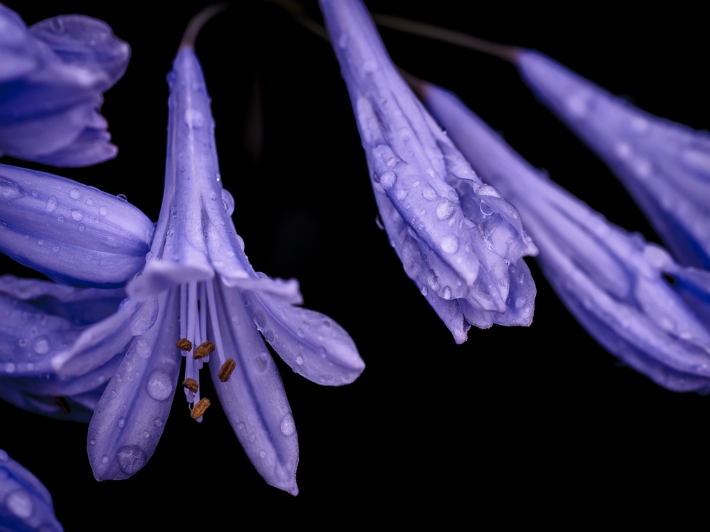 raindrops