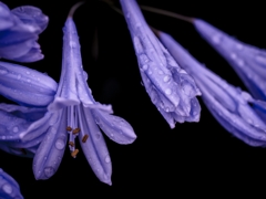raindrops