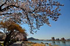 木曽川遊歩道 