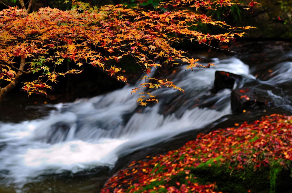 紅葉と水と枯葉