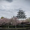墨俣城の桜