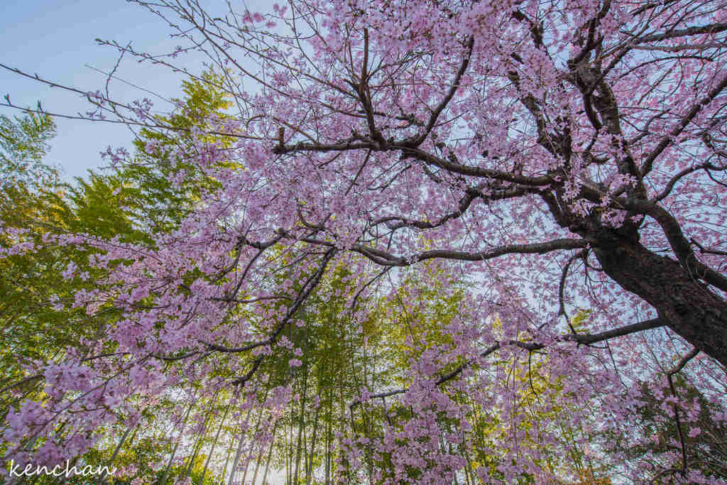 青竹と桜