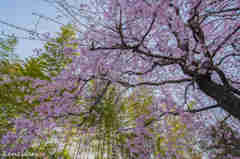 青竹と桜