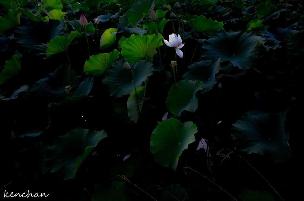 蓮池