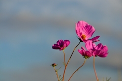 雨上がりの朝日を浴びるコスモス