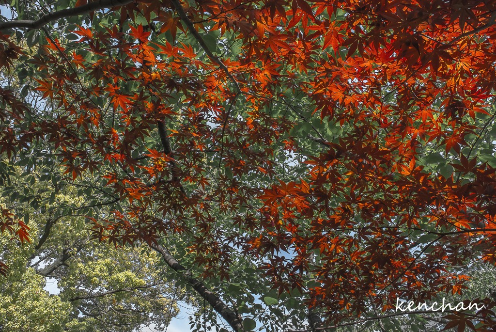 新緑と紅葉