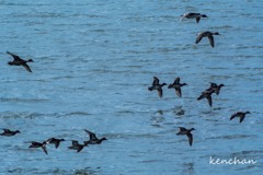 Flap2