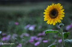 Sunflower