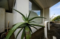 アロエ