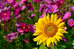 コスモスとひまわり③