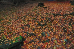 高山市　城山公園にて