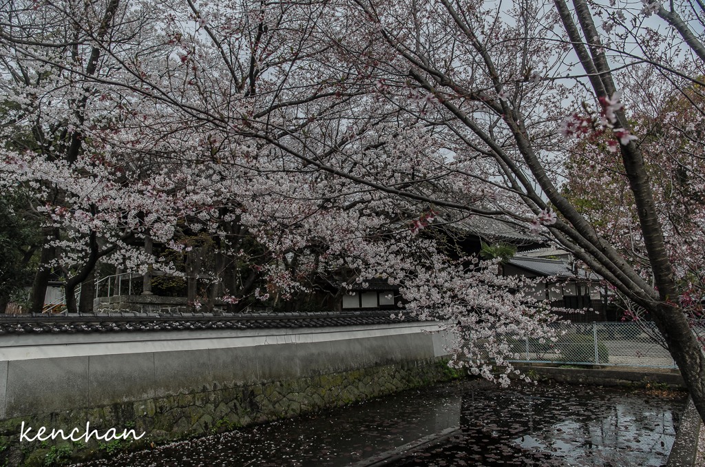 萬福寺の桜