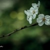 午後の参道にて
