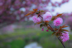 八重桜の咲く小路