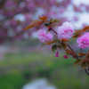 八重桜の咲く小路