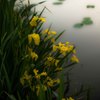 黄菖蒲 (2)