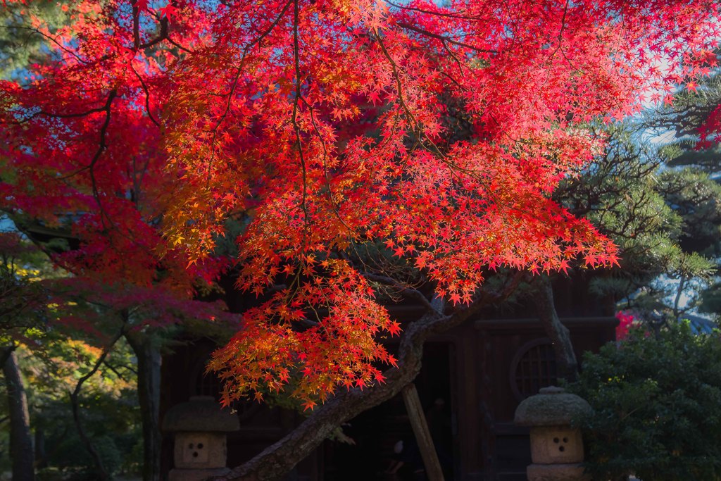 徳源寺の紅葉2