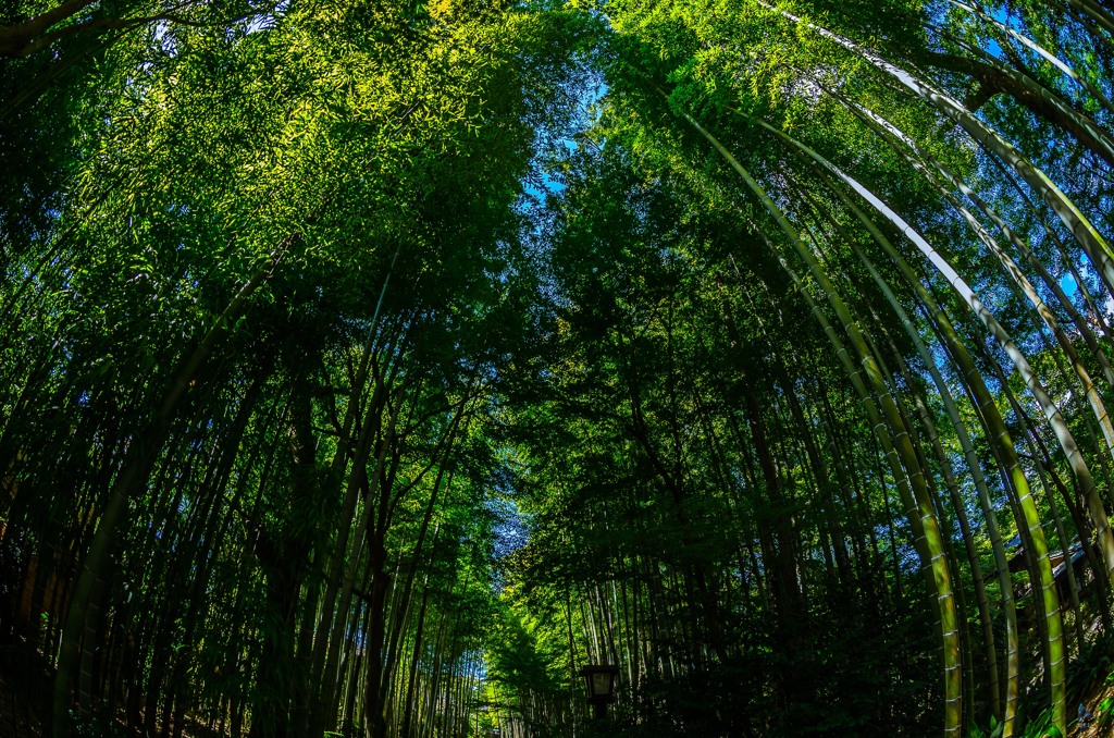 竹林の小径