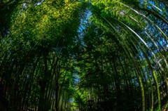 竹林の小径
