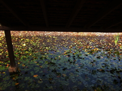 リトルワールド2010⑥