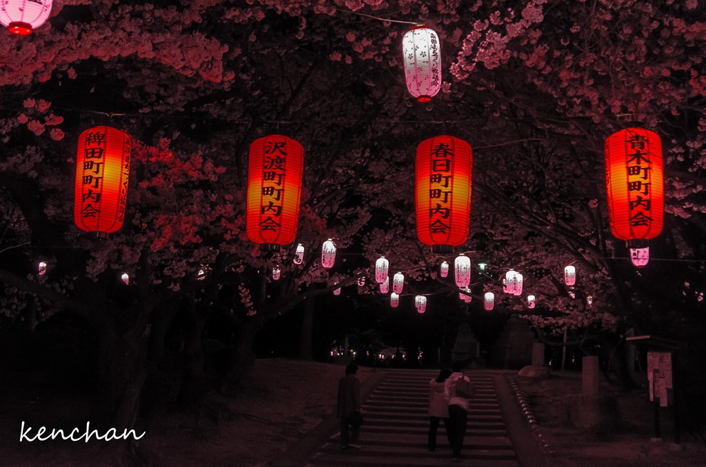 夜桜