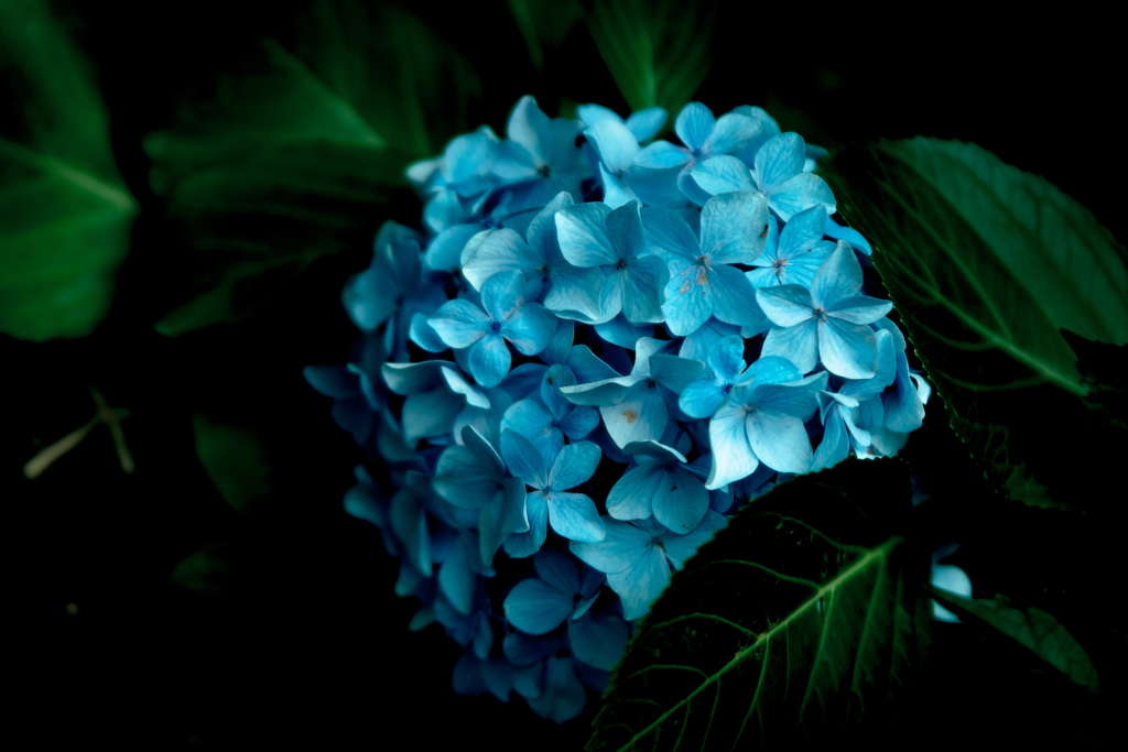 紫陽花