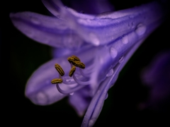 pollen