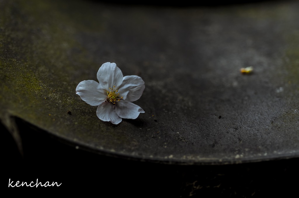 桜花
