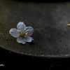 桜花