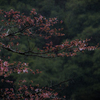 春雨