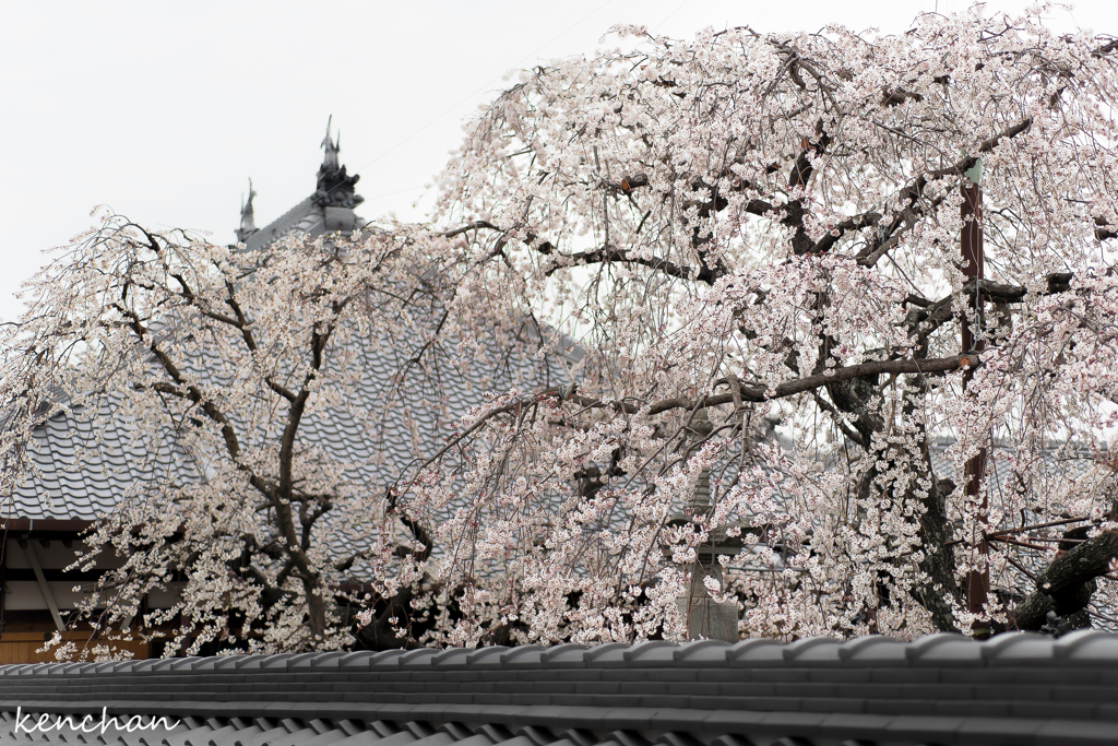 源空院の春