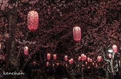 大山緑地公園の夜桜