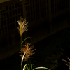 古寺の薄