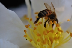 頭隠して尻隠さず