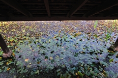 リトルワールド2010①