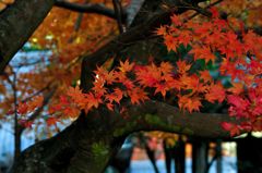 洞樹院の紅葉②