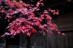 定光寺のもみじ