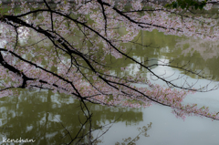 亀城公園の桜