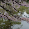 亀城公園の桜