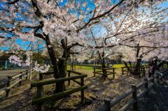 春の公園