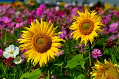 コスモスとひまわり②